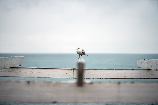 Single seagull on a wooden construction at the beach