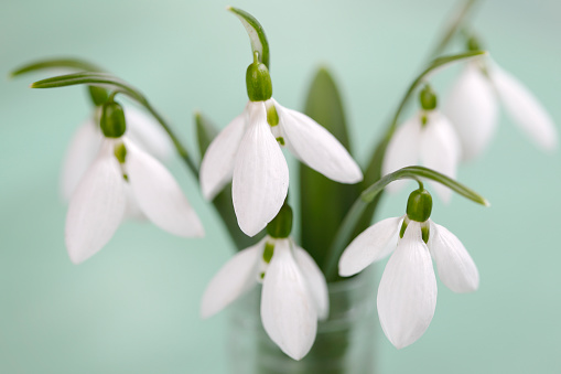 Snowdrop flowers (Galanthus nivalis) growing out of the snow, panoramic banner format with large copy space in the center, selected focus, narrow depth of field
