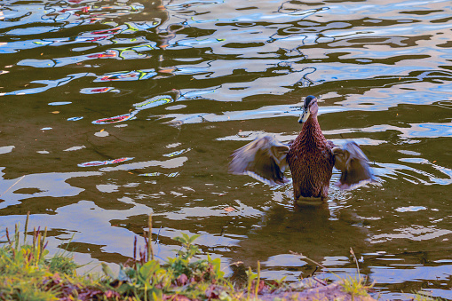 the duck cackles and bathes in the pond