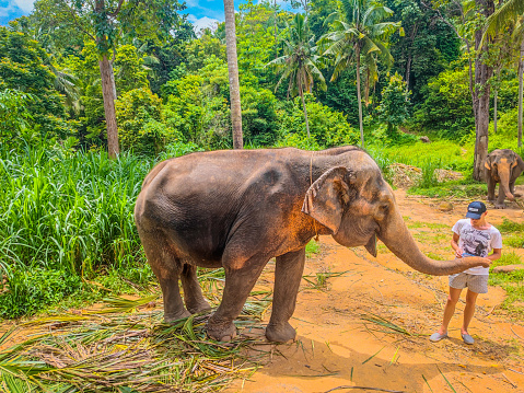 Man feeding adult elephant with banana in tropical green forest at sanctuary in Thailand.