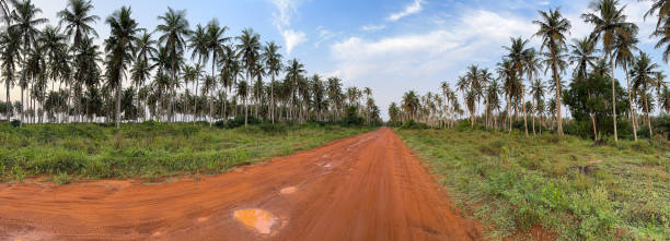 Orange dir road, Ivory Coast, West Africa, panorama Panorama of orange dirt road in Ivory Coast, West Africa, through green brush and palm trees ivory coast landscape stock pictures, royalty-free photos & images