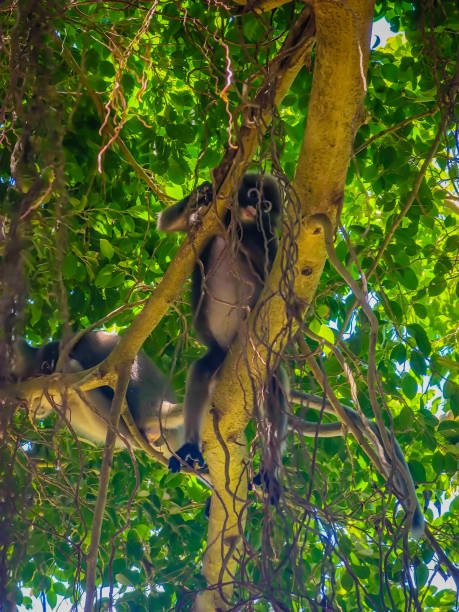The dusky leaf monkeys or spectacled langurs sitting on the tree branches The dusky leaf monkeys or spectacled langurs sitting on the tree branches in Railay beach, Krabi province, Thailand little monkeys playing on roof stock pictures, royalty-free photos & images