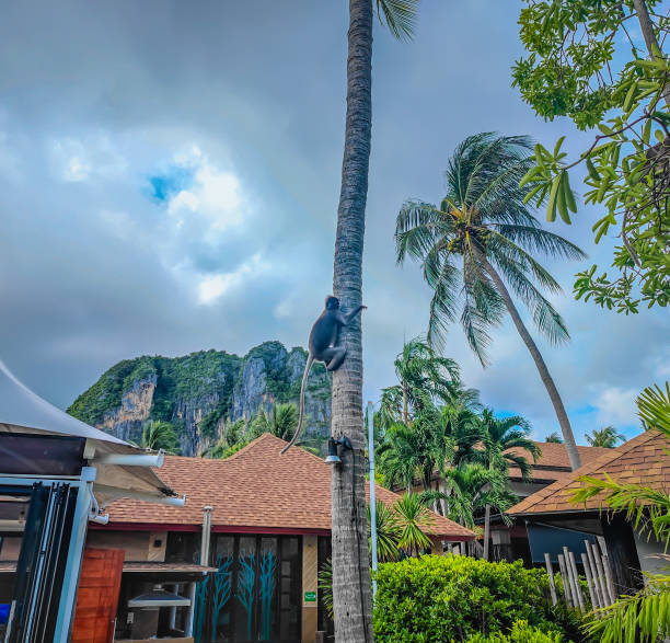 The dusky leaf monkey or spectacled langur climbing up the tree The dusky leaf monkey or spectacled langur climbing up the tree in Railay beach, Krabi province, Thailand little monkeys playing on roof stock pictures, royalty-free photos & images