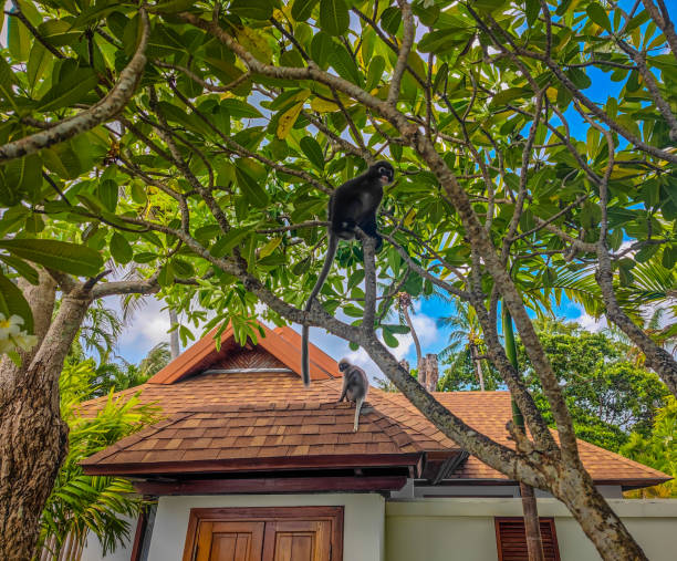 The dusky leaf monkeys or spectacled langurs sitting on the tree branches The dusky leaf monkeys or spectacled langurs sitting on the tree branches in Railay beach, Krabi province, Thailand little monkeys playing on roof stock pictures, royalty-free photos & images