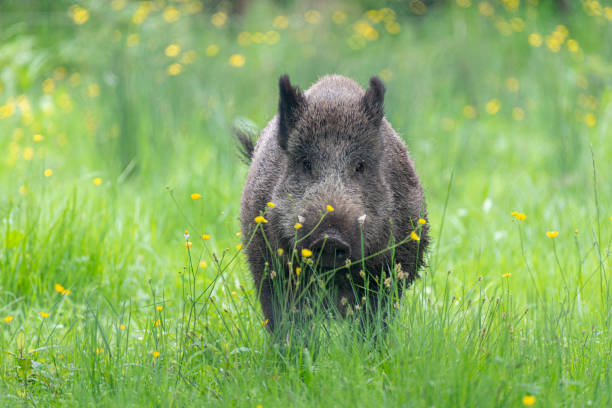 istock Wild boar Sus scrofa standing in grass meadows 1456875572
