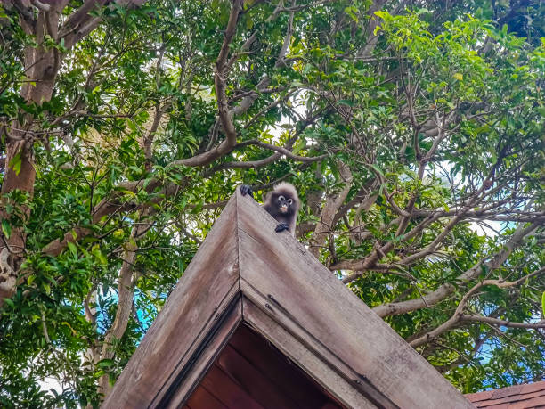 The dusky leaf monkey or spectacled langur sitting and hiding on the roof The dusky leaf monkey or spectacled langur sitting and hiding on the roof in Railay beach, Krabi province, Thailand little monkeys playing on roof stock pictures, royalty-free photos & images