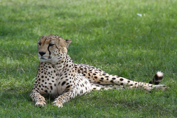 istock Cheetah resting in bright sunlight on green grass facing camera 1456875953