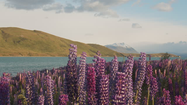 Wild colourful lupine flowers swaying in the wind with warm afternoon sunlight and mountain background