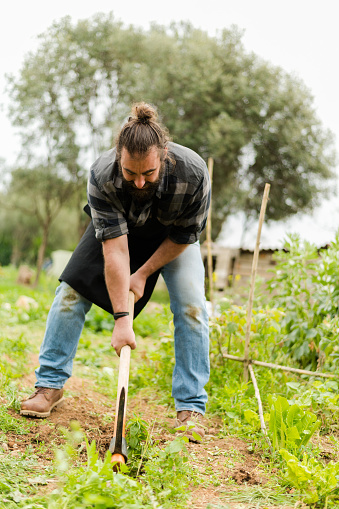 Farmer in work clothes using a hoe to remove weeds from a vegetable garden in a field. Man cleans the soil in a field