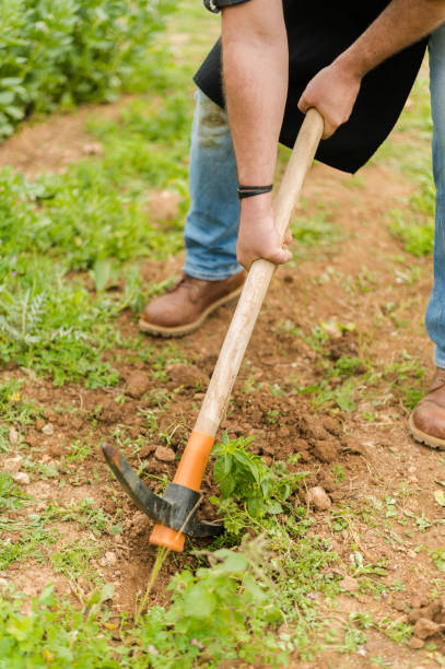 Farmer using a hoe to remove weeds from a vegetable garden in a field.