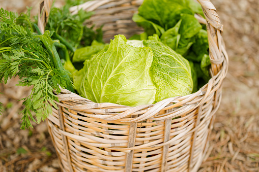close-up basket with fresh lettuce. Copy space