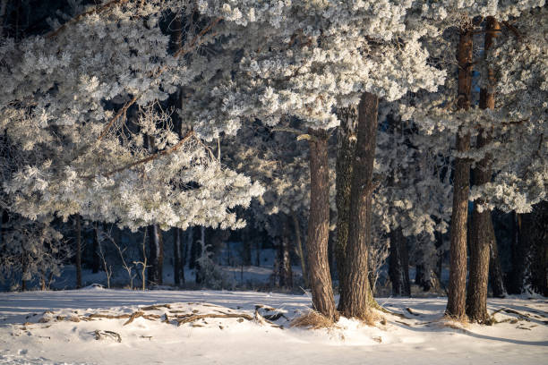 Winter frosty morning landscape. Pine trees covered by frost illuminated by sunlight.