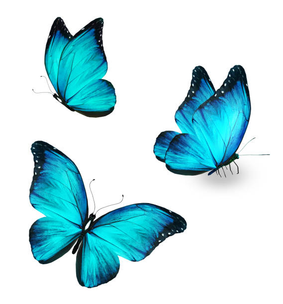 istock Color Morpho butterflies, isolated on the white background 1456884595