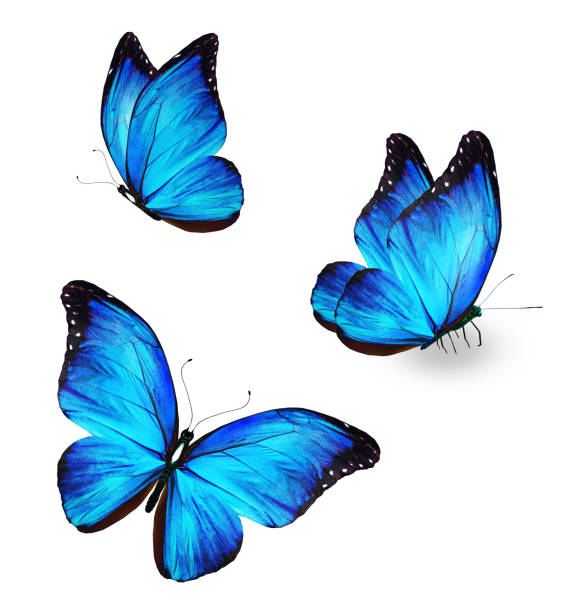 istock Color Morpho butterflies, isolated on the white background 1456884602