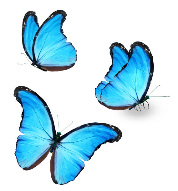 istock Color Morpho butterflies, isolated on the white background 1456884617