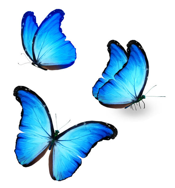 istock Color Morpho butterflies, isolated on the white background 1456884618