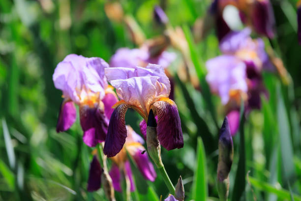 Irises blooming in the garden