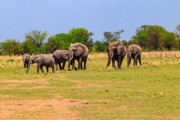 Herd of african elephants in savanna in Serengeti National park in Tanzania Herd of african elephants in savanna in Serengeti National park in Tanzania serengeti elephant conservation stock pictures, royalty-free photos & images