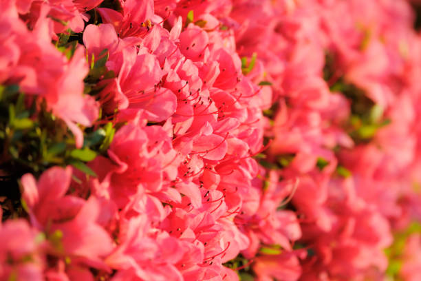 Beautiful nature background with close red small shrub flowers, copy space, full frame horizontal composition