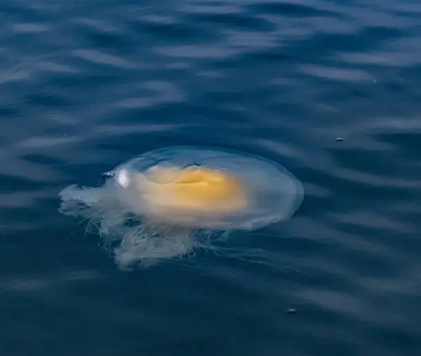 Phacellophora camtschatica, commonly known as the fried egg jellyfish or egg-yolk jellyfish, is a very large jellyfish in the family Phacellophoridae. This species can be easily identified by the yellow coloration in the center of its body which closely resembles an egg yolk. Monterey Bay, California.