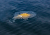 istock Phacellophora camtschatica, commonly known as the fried egg jellyfish or egg-yolk jellyfish, is a very large jellyfish in the family Phacellophoridae. Monterey Bay, California. 1456886175