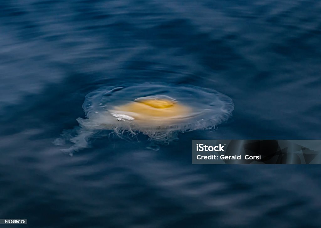 Phacellophora camtschatica, commonly known as the fried egg jellyfish or egg-yolk jellyfish, is a very large jellyfish in the family Phacellophoridae. Monterey Bay, California. Phacellophora camtschatica, commonly known as the fried egg jellyfish or egg-yolk jellyfish, is a very large jellyfish in the family Phacellophoridae. This species can be easily identified by the yellow coloration in the center of its body which closely resembles an egg yolk. Monterey Bay, California. Animal Wildlife Stock Photo
