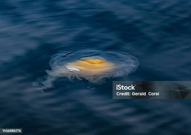 Phacellophora Camtschatica Commonly Known As The Fried Egg Jellyfish Or Eggyolk Jellyfish Is A Very Large Jellyfish In The Family Phacellophoridae Monterey Bay California Stock Photo - Download Image Now