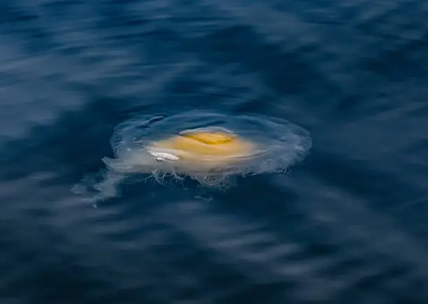 Phacellophora camtschatica, commonly known as the fried egg jellyfish or egg-yolk jellyfish, is a very large jellyfish in the family Phacellophoridae. This species can be easily identified by the yellow coloration in the center of its body which closely resembles an egg yolk. Monterey Bay, California.