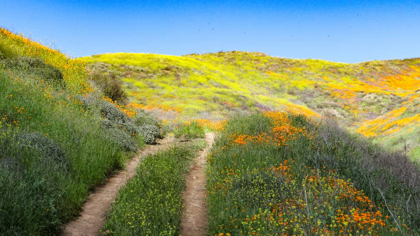 istock Wild poppy blossoms after the rain 1456886241