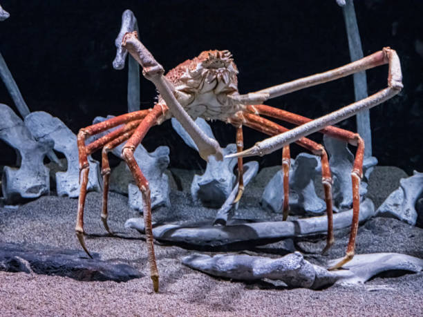 The Japanese spider crab (Macrocheira kaempferi) is a species of marine crab that lives in the waters around Japan. It has the largest known leg-span of any arthropod. stock photo