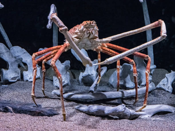 Japanese Spider Crab Size Comparison