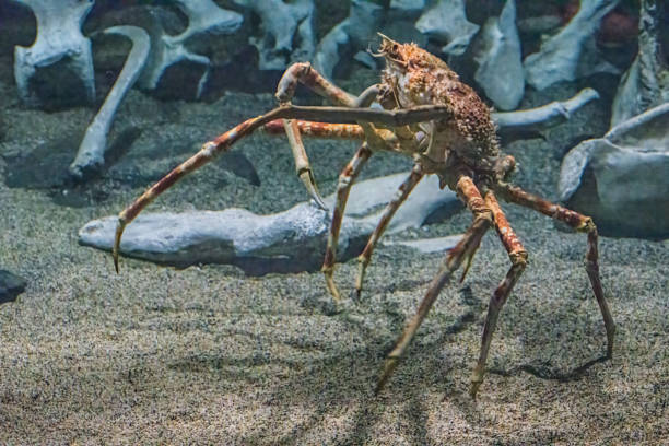 Japanese Spider Crab Compared To Human