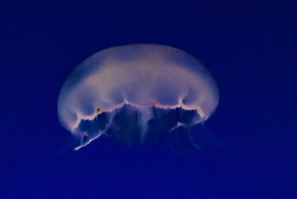 aurelia aurita (zwana także meduzą pospolitą, meduzą księżycową, galaretką księżycową lub galaretką spodkowatą) – gatunek z rodzaju aurelia. monterey bay, kalifornia. - scyphozoa zdjęcia i obrazy z banku zdjęć