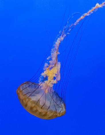 The Pacific sea nettle (Chrysaora fuscescens), or West Coast sea nettle, is a common planktonic scyphozoan that lives in the eastern Pacific Ocean from Canada to Mexico.