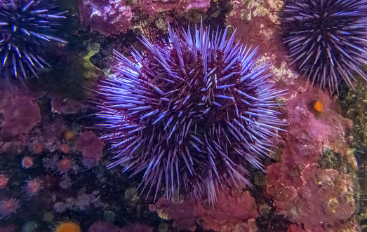 Strongylocentrotus purpuratus, the purple sea urchin, lives along the eastern edge of the Pacific Ocean extending from Ensenada, Mexico, to British Columbia, Canada. This sea urchin species is deep purple in color, and lives in lower inter-tidal and nearshore sub-tidal communities. Monterey Bay, California.