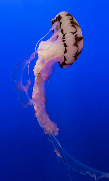 一般に紫色の縞模様のゼリーとして知られているクリサオラコロラタは、主にボデガ湾からサンディエゴまでのカリフォルニア沖に存在するクラゲの一種です。 - scyphozoa ストックフォトと画像
