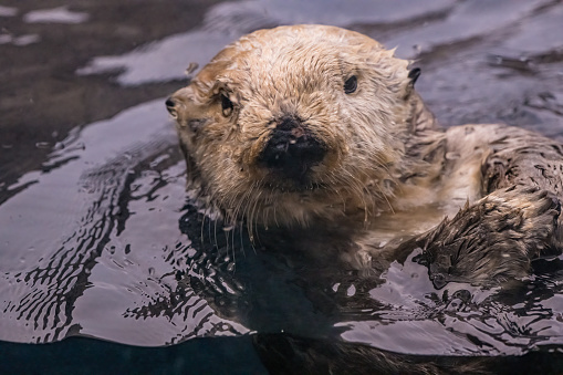 The sea otter (Enhydra lutris) is a marine mammal native to the coasts of the northern and eastern North Pacific Ocean.