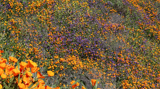 Vertical image of orange poppies during the Southern California Superbloom.