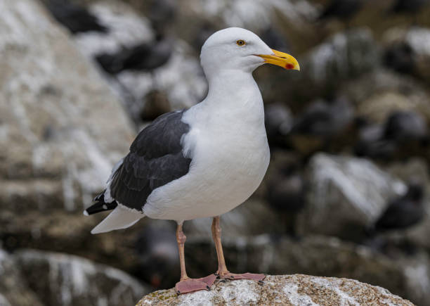 западная чайка, larus occidentalis. государственный парк пойнт-лобос, калифорния - herring gull стоковые фото и изображения