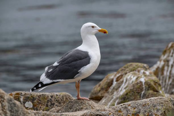 Western gull, Larus occidentalis. Point Lobos State Park, California
