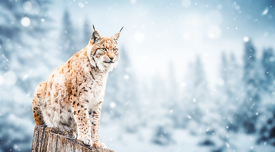 Portrait of a young Eurasian lynx (Lynx lynx) in winter.