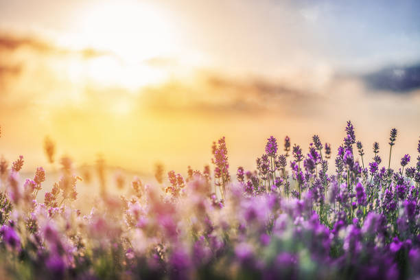 hermosa lavanda violeta en los rayos de luz, un paisaje de cuento de hadas. - lane sunlight sunbeam plant fotografías e imágenes de stock