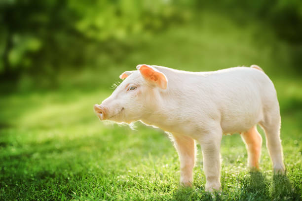 istock Cute baby pig relaxing on green grass background 1456886964