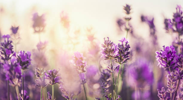 istock Sunset over a violet lavender field, lavandula officinalis. 1456886973