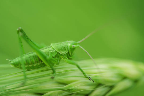 A green grasshopper is sitting on a green leaf. Grasshopper in nature