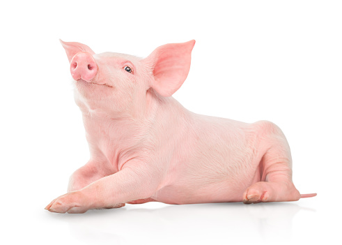 Small pink pig isolated on white background