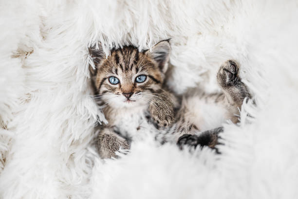 istock Cute little tabby kitten lying on fur white blanket 1456887802