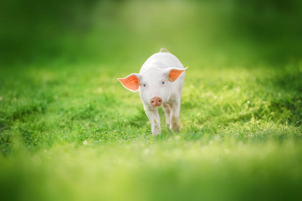 istock funny young pig is standing on the green grass. 1456887885