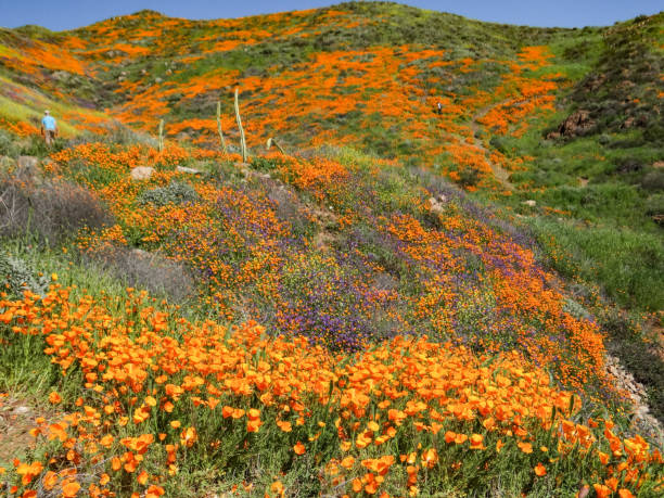 istock Wild poppy blossoms after the rain 1456888228