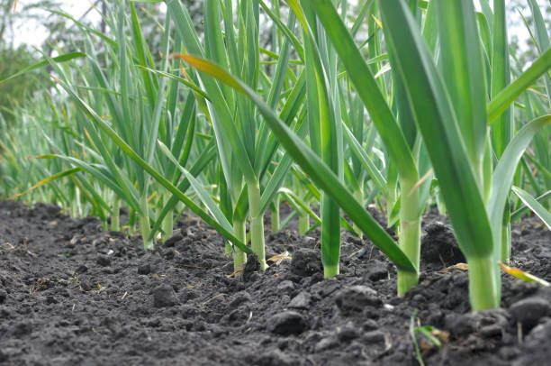 organically cultivated growing garlic plantation stock photo